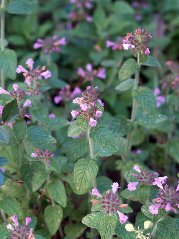 Clinopodium vulgare